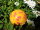 Rosenkugel gelb-orange