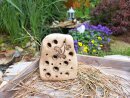 Bienenstein Pusteblume